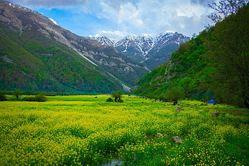 Landscape, Nature, Flowers, Mountains, Polyana, Glade HD wallpaper