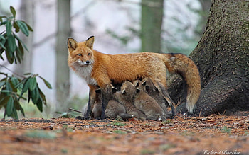 Foxes, mother, babies, animals, forest HD wallpaper
