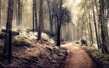 Forest path, nature, forest, tree, path HD wallpaper