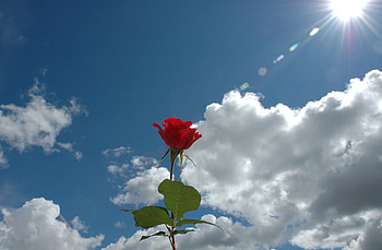 Red rose, clouds, rose, sky, love HD wallpaper
