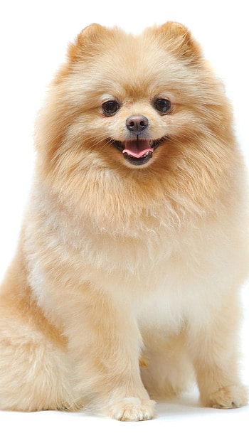 Pomeranian Dog, Dog HD phone wallpaper