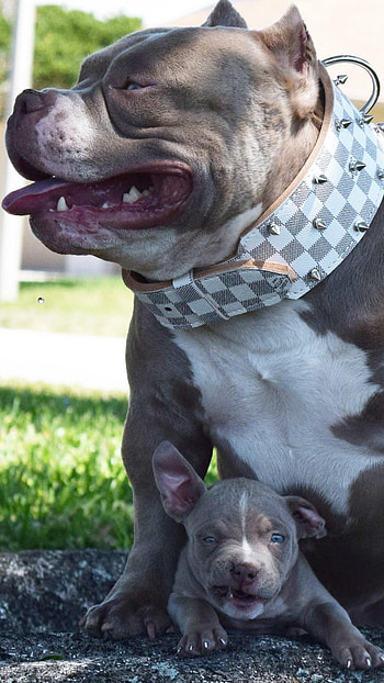 Pitbull Dog, Grey Pitbull, Pitbull HD phone wallpaper