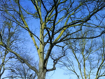 Reach for the Sky, branches, trees, sky, nature HD wallpaper