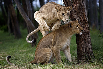 LIONS IN KRUGER NATIONAL PARK, big cats, predators, wildlife, feline, carnivorous, lions HD wallpaper