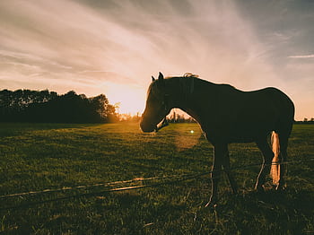 A beautiful silhouette of a horse on a farm at sunset, capturing the serene landscape in Schokland, Netherlands. HD wallpaper