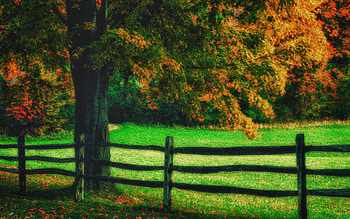 Nature, Art, Wood, Tree, Fencing, Enclosure HD wallpaper