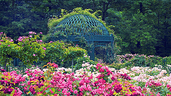 The Peggy Rockefeller Rose Garden, NY, blossoms, park, summer, gazebo, trees, usa HD wallpaper