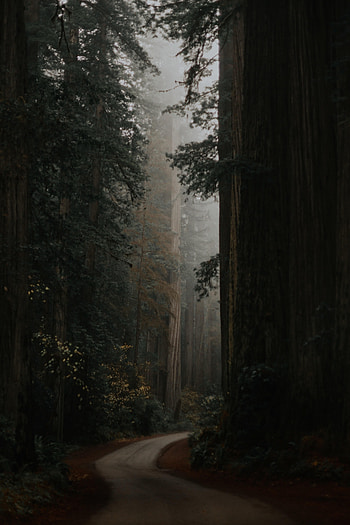 Nature, Trees, Road, Forest, Alley HD phone wallpaper