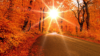bright sun through forest in autumn, autumn, road, sun, forest HD wallpaper