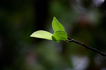 Background, Leaves, Plant, Macro, Branch HD wallpaper