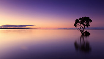 Sunset Tree Lake HD wallpaper