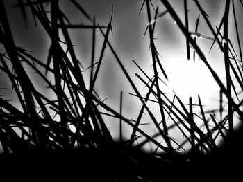 Grass, bw, nature, wp HD wallpaper