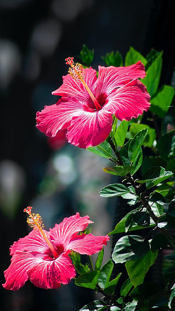 Hibiscus, Pink Hibiscus HD phone wallpaper