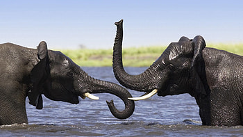 Animals, Elephants, Africa, Trunk, Splashing, Bathing, Popple HD wallpaper