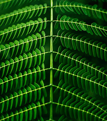 Plant, Macro, Blur, Smooth, Sheet, Leaf, Branch, Symmetry HD phone wallpaper