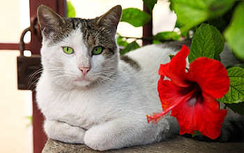 Animals, Flower, Cat, Hibiscus, Kote, Lying HD wallpaper