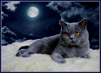 Good night whit cat, night, cat, sky, moon HD wallpaper