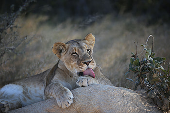 Animals, Lion, Lioness, Lick Your Lips, Licking HD wallpaper