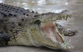 Crocodile, Ferocious jaws, Slithering reptile, Wildlife graphy HD wallpaper