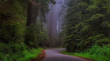 Redwood national park, Breathtaking beauty, Captivating landscapes, Natural magnificence HD wallpaper