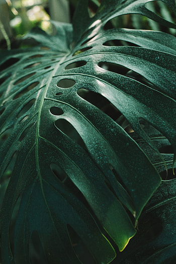 Flowers, Plant, Leaflet, Monstera HD phone wallpaper