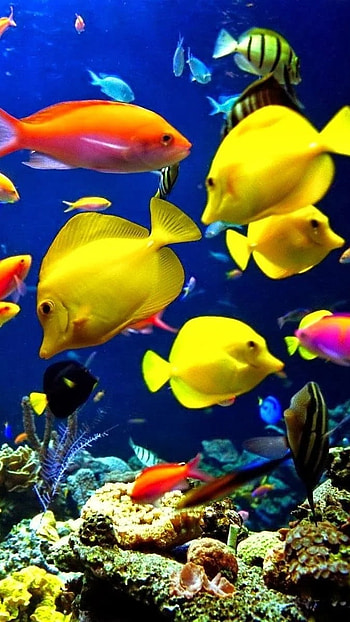 Moving, Colorful Fishes HD phone wallpaper