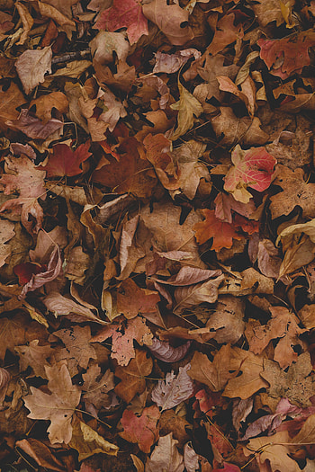 Nature, Autumn, Leaves, Dry, Maple HD phone wallpaper