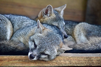 Animals, Couple, Pair, To Lie Down, Lie, Care, Raccoon, Raccoon-Stripe HD wallpaper