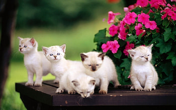 Animals, Cats HD wallpaper