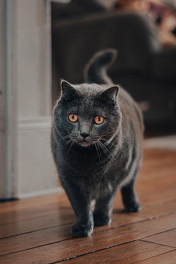 Animals, Cat, Pet, Grey, Sight, Opinion HD phone wallpaper