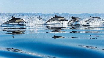 Animals, Dolfins, Water Surface, Bounce, Jump HD wallpaper