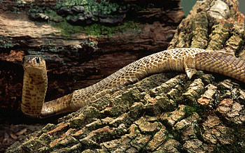 Animals, Wood, Aggression, Tree, Moss, Bark HD wallpaper