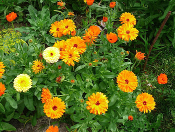 Flowers, Bright, Greens, Flower Bed, Flowerbed, Garden HD wallpaper