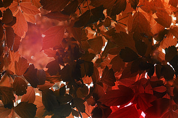 Nature, Autumn, Leaves, Sunlight HD wallpaper