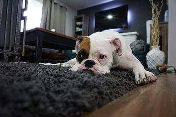 Charming bulldog resting on a cozy rug in a stylish living room setting. HD wallpaper