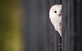 Animals, Owl, Bird, Predator, Peek Out, Look Out HD wallpaper
