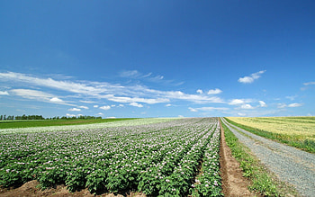 Nature, Field, Plantation, Agriculture HD wallpaper