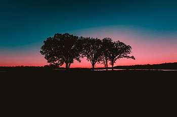 Nature, Trees, Sunset, Horizon HD wallpaper