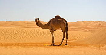 Dromedary, Camels HD wallpaper