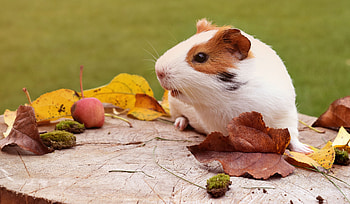 Animals, Autumn, Foliage, Guinea Pig, Rodent HD wallpaper