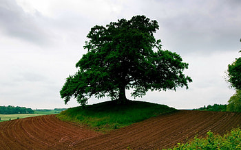 Nature, Grass, Wood, Tree, Earth, Land, Triangle, Arable Land HD wallpaper