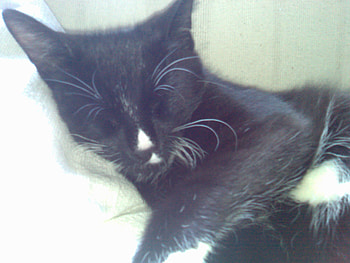 puddy cat, cosy, cat, black, sleep HD wallpaper