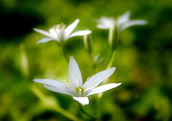 White Wild Flowers, white, white flower, flower, green, wild flower, white wild flower, nature, wild HD wallpaper
