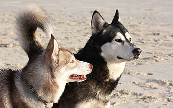Animals, Dogs, Muzzle, Playful, Malamute HD wallpaper