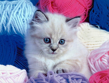 Beautiful Cat, animal, kitten, animals, cat HD wallpaper