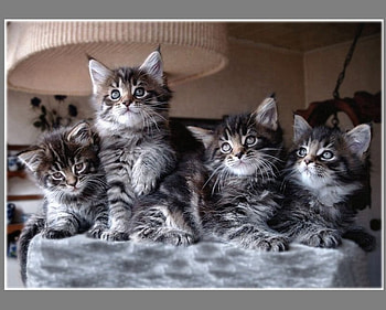 Brothers & Sisters, cats, brothers, sisters, animals HD wallpaper