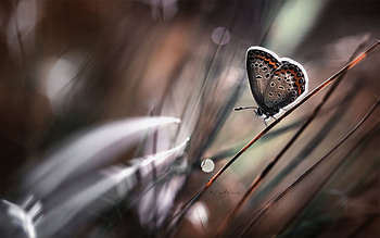 Grass, Background, Macro, Butterfly HD wallpaper