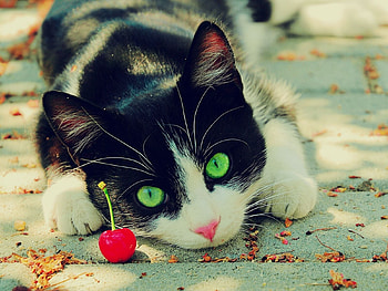 Animals, Cats HD wallpaper