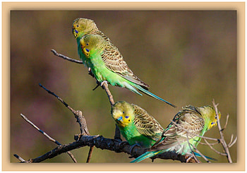 FRAMED BIRDS, BIRDS, NATURE, FRAMED HD wallpaper