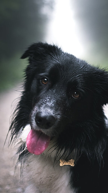 Black Dog, Black, Breed, Dog HD phone wallpaper